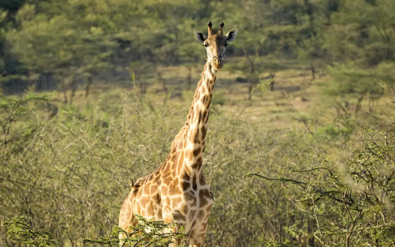 Giraffe walking through savanna bushland during daytime, Eagle View Camp, Maasai Mara, Kenya