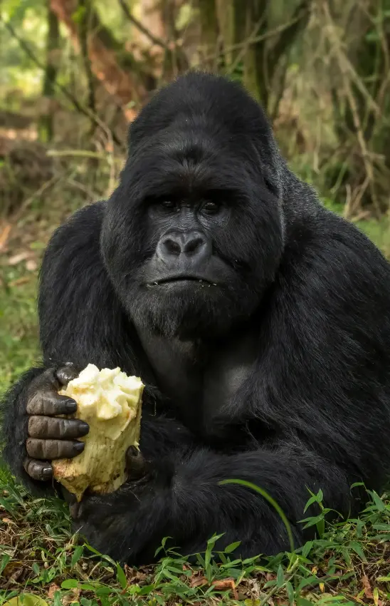 Western lowland gorilla eating food in natural habitat