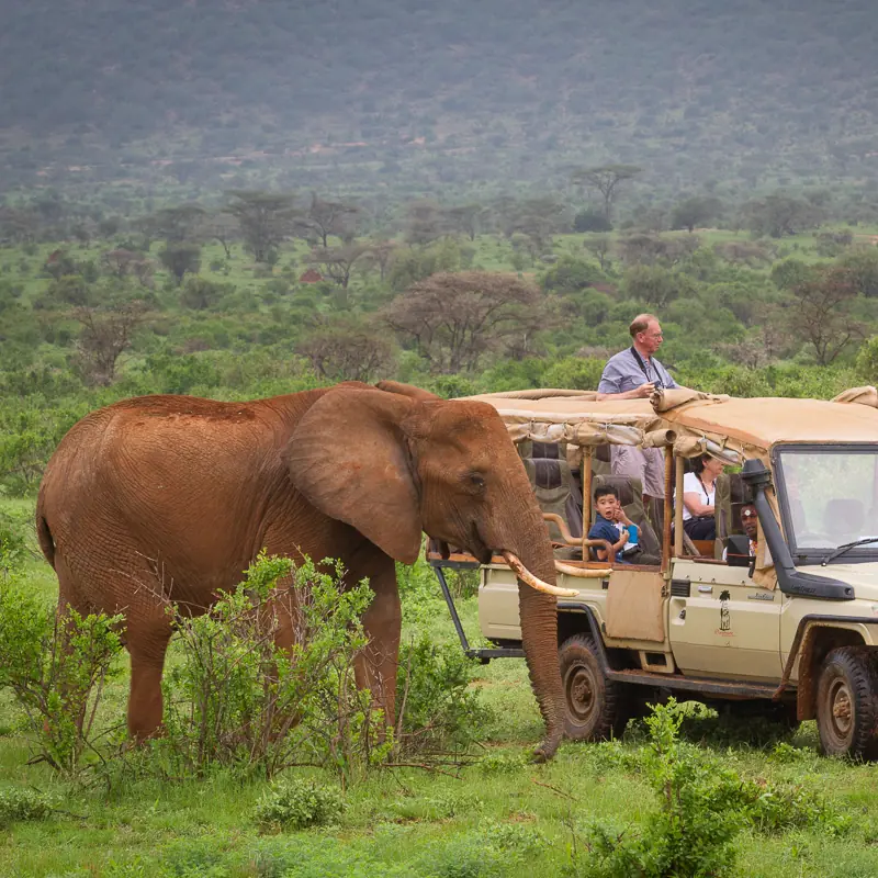 Safari vehicle with elephant encounter in acacia woodland savanna, Elephant Bedroom Camp, Samburu Reserve, Kenya