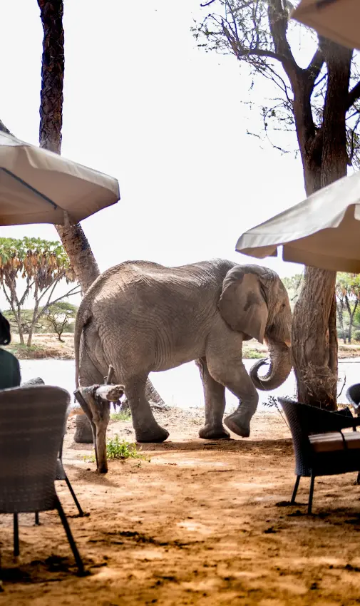 Elephant walking past outdoor dining area with guests under umbrellas, Elephant Bedroom Camp, Samburu Reserve, Kenya