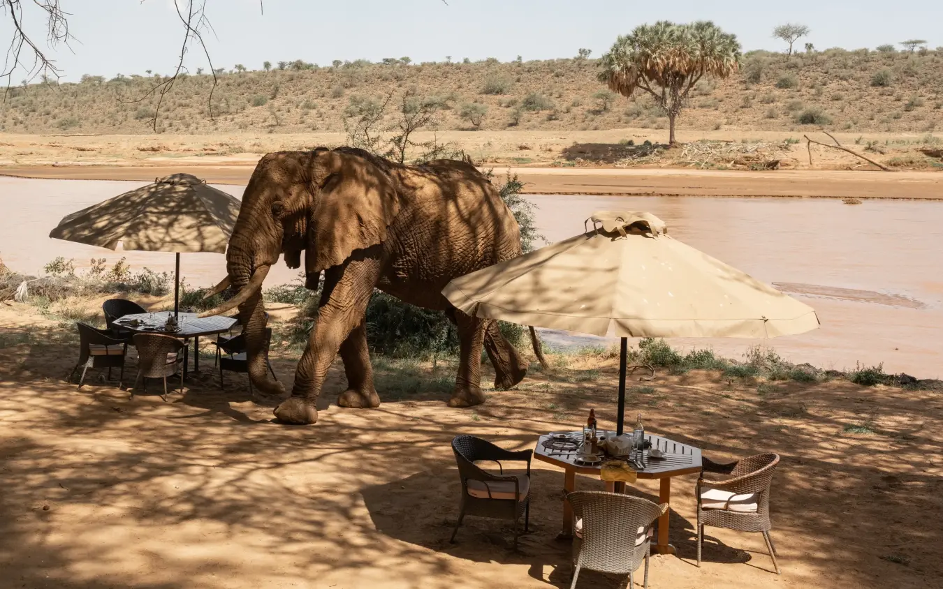 Elephant at waterhole with safari dining setup on riverbank, Elephant Bedroom Camp, Samburu Reserve, Kenya