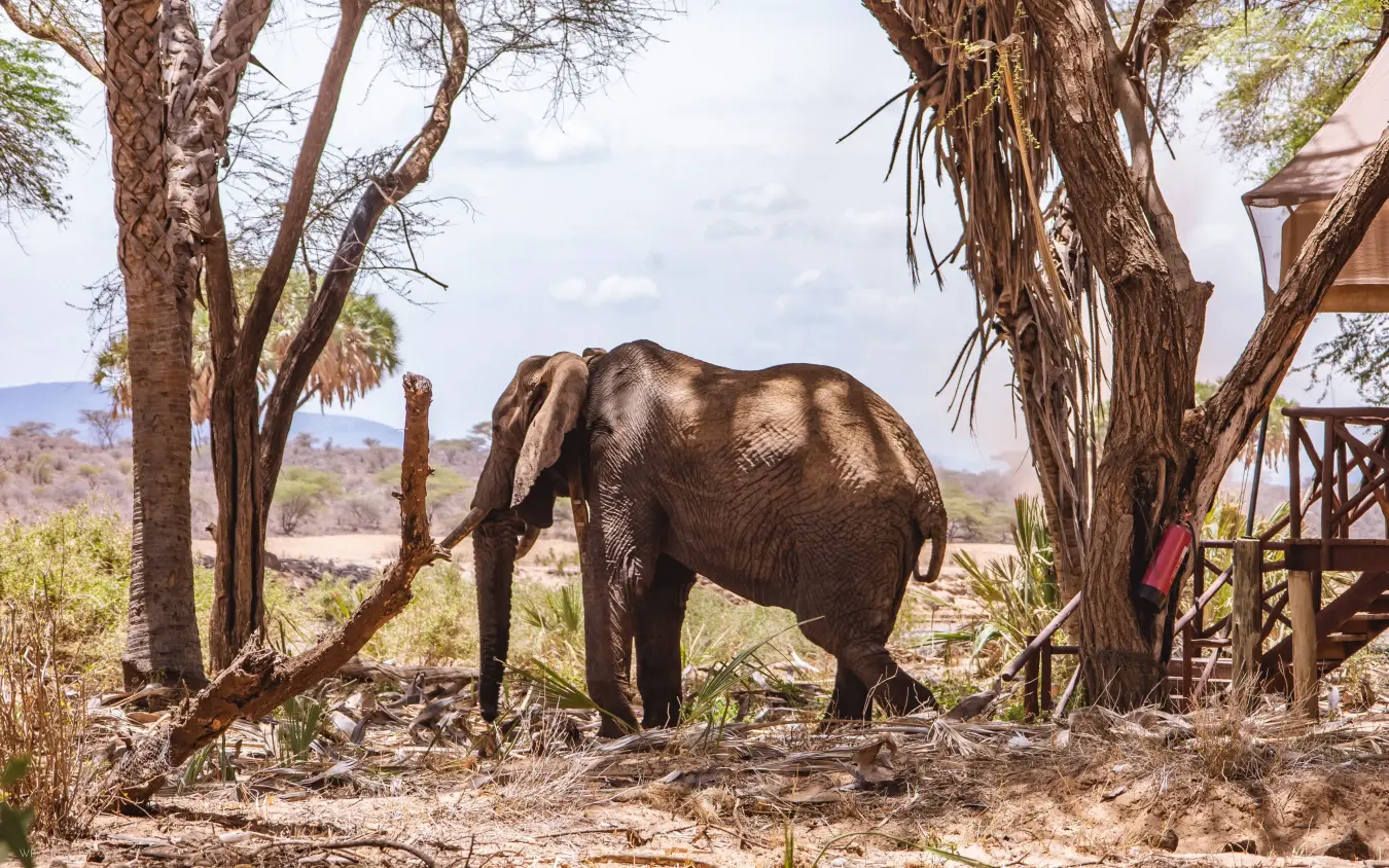 African elephant walking beneath acacia trees near safari lodge, Elephant Bedroom Camp, Samburu Reserve, Kenya