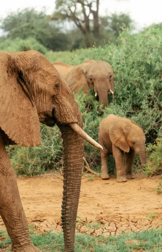 Elephant family group on dusty path surrounded by green vegetation, Elephant Bedroom Camp, Samburu Reserve, Kenya
