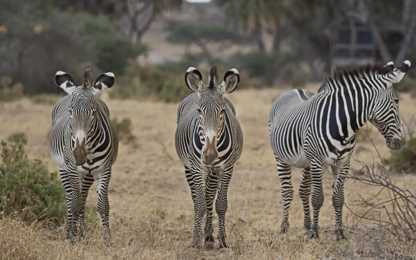 Three zebras walking toward camera on sandy savanna terrain, Elephant Bedroom Camp, Samburu Reserve, Kenya