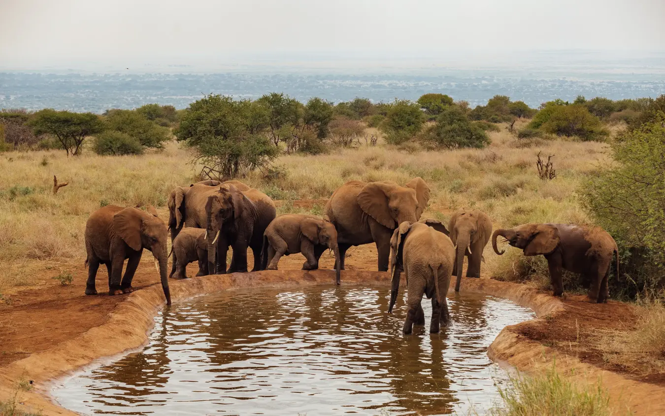 Herd of elephants drinking from waterhole in savanna landscape, Elephant Gorge Camp, Amboseli and Chyulu Hills, Kenya