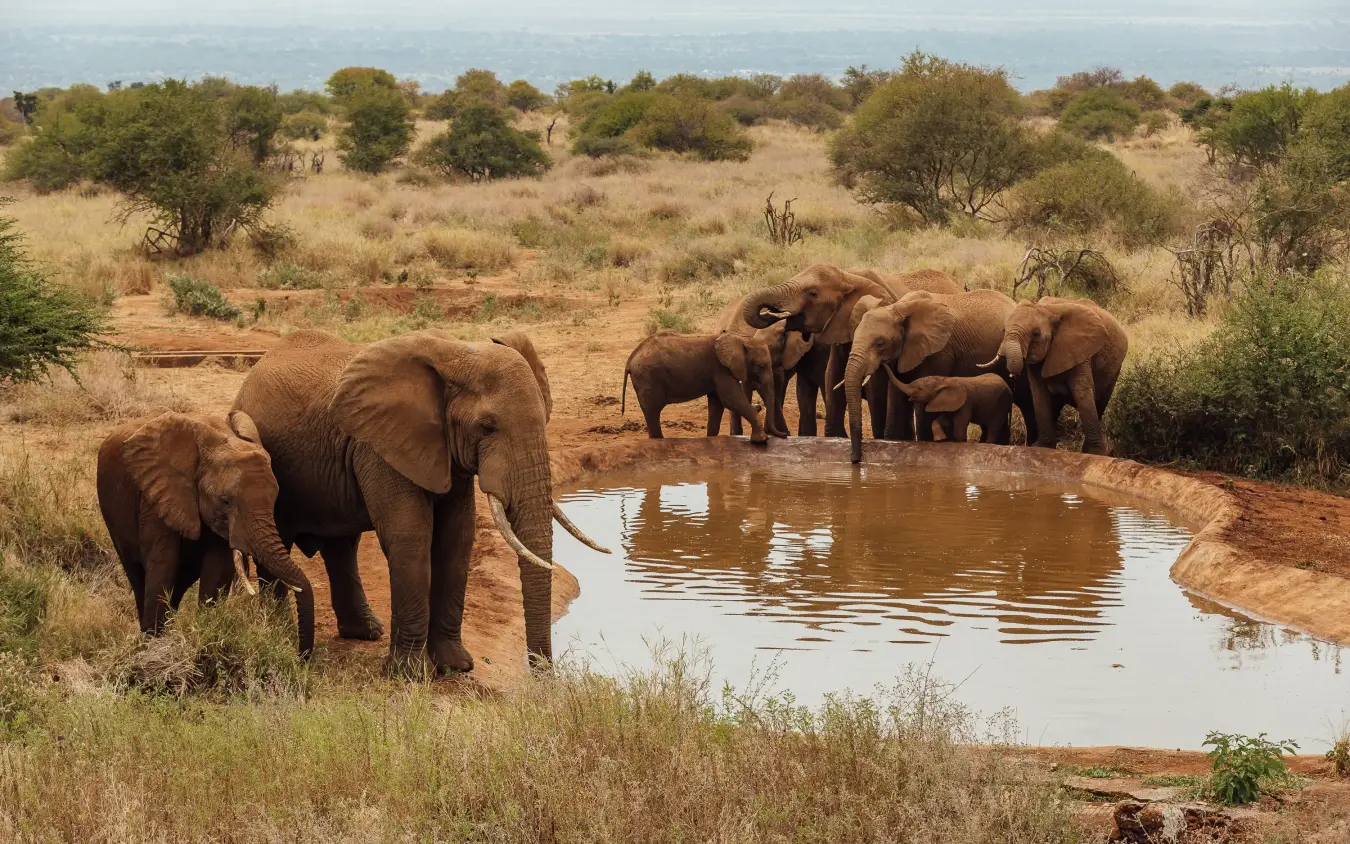 Herd of elephants drinking and bathing at waterhole in savanna woodland, Elephant Gorge Camp, Amboseli and Chyulu Hills, Kenya