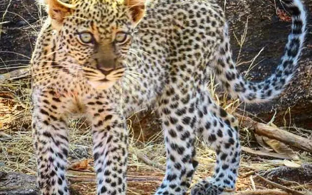 Leopard walking on sandy ground with sparse vegetation, Elephant Watch Camp, Samburu Reserve, Kenya