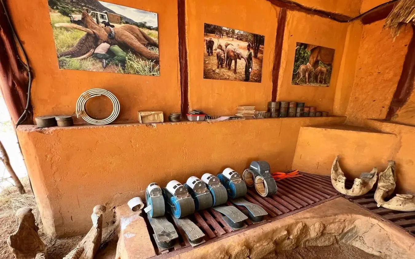Interior view of rustic lodge workshop with animal bones and tools, Elephant Watch Camp, Samburu Reserve, Kenya