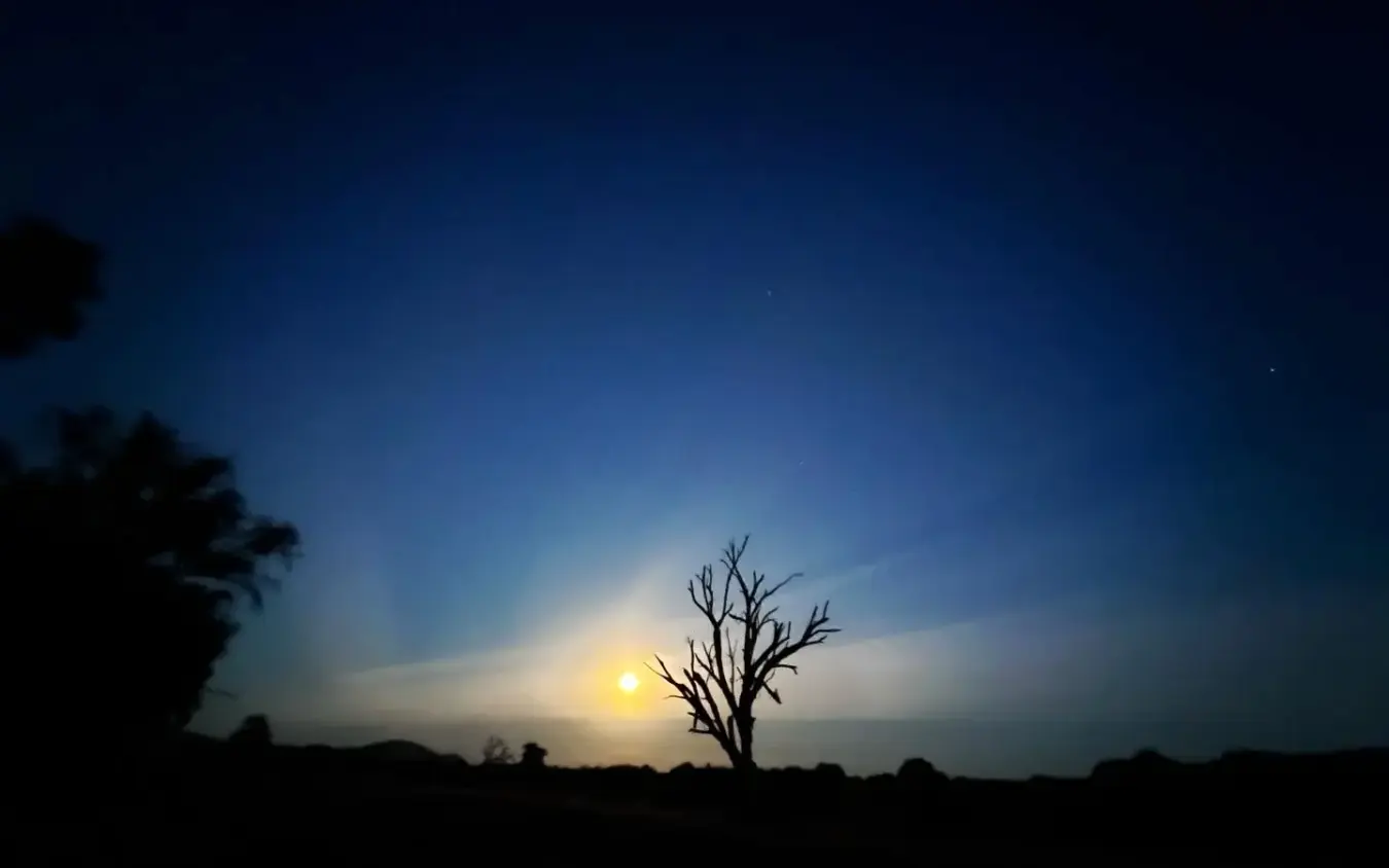 Silhouetted bare tree at sunset in savanna landscape, Elephant Watch Camp, Samburu Reserve, Kenya