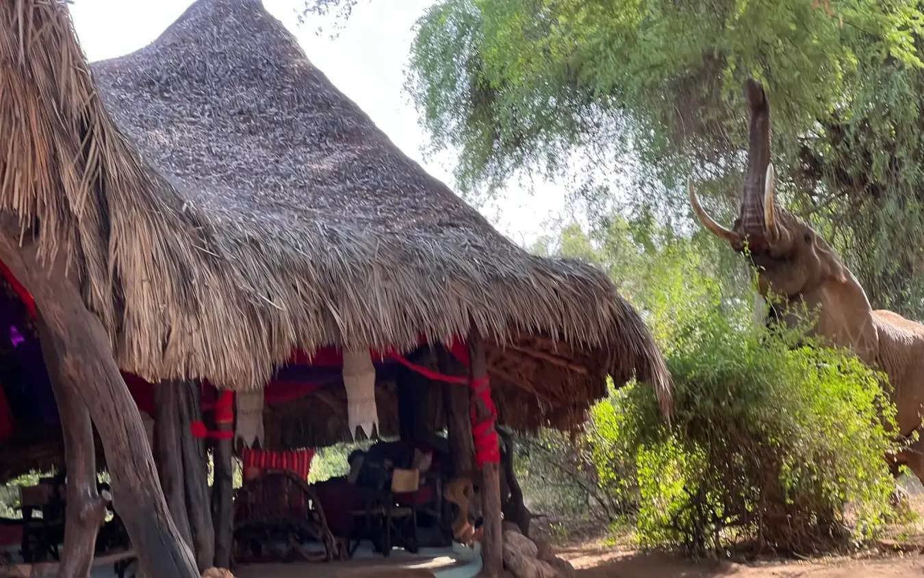 Thatched-roof safari lodge building with elephant reaching toward tree, Elephant Watch Camp, Samburu Reserve, Kenya