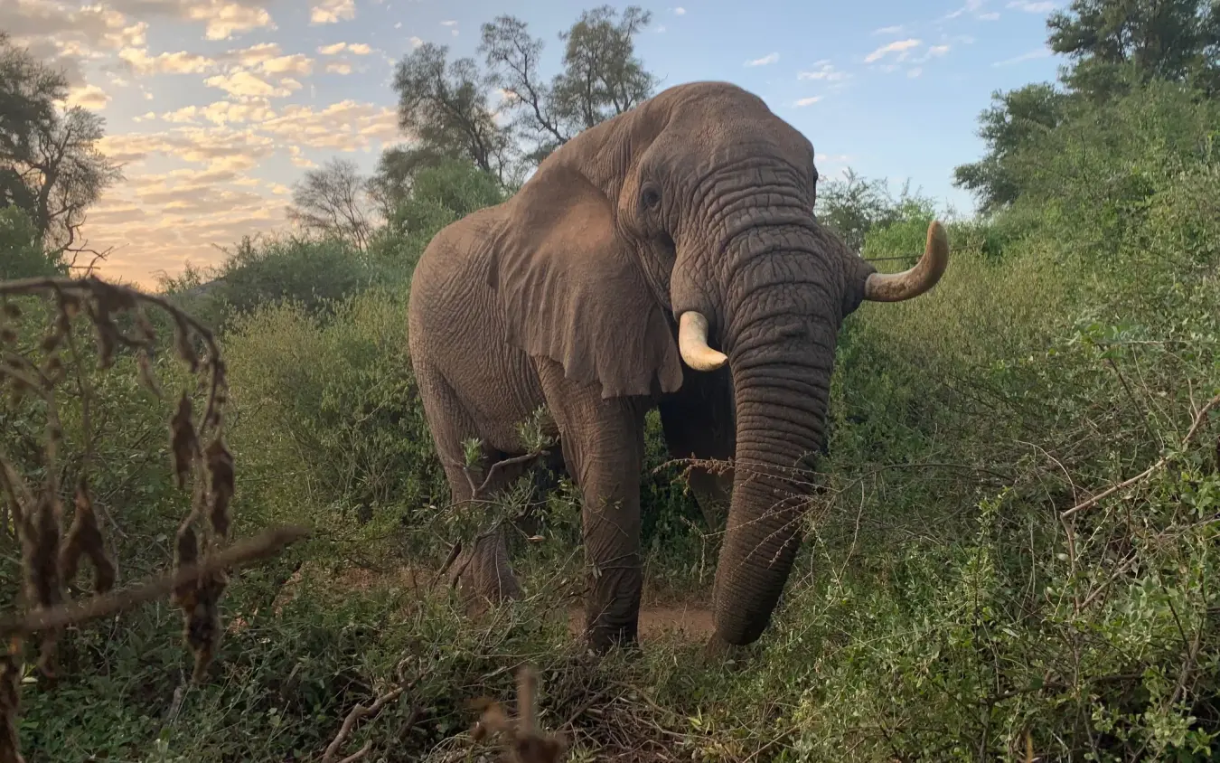 African elephant walking through acacia scrubland during daylight, Elephant Watch Camp, Samburu Reserve, Kenya