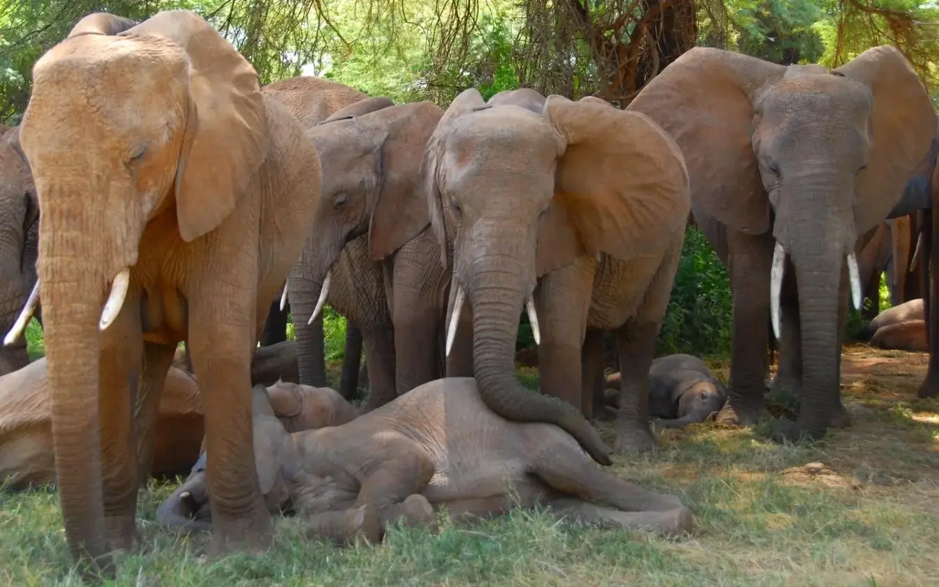 Herd of African elephants resting under acacia trees, Elephant Watch Camp, Samburu Reserve, Kenya