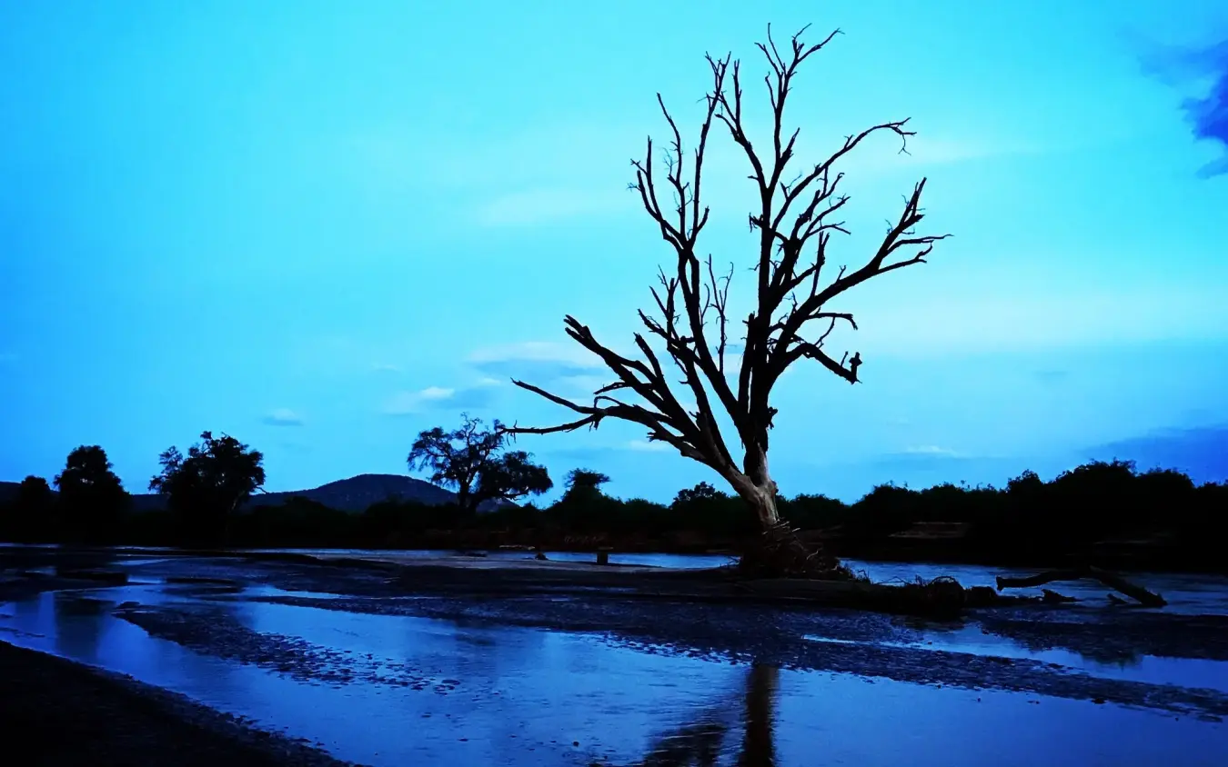 Bare tree reflected in water at twilight, Elephant Watch Camp, Samburu Reserve, Kenya