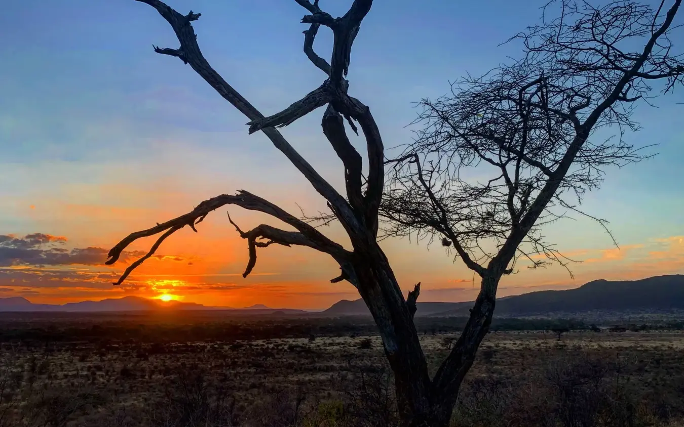 Dead tree silhouetted against African sunset landscape, Elephant Watch Camp, Samburu Reserve, Kenya