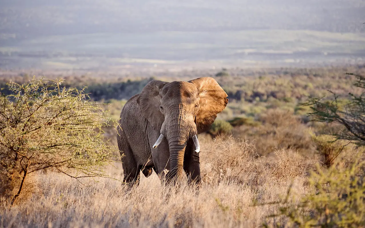 African elephant standing in dry savanna grassland, Elerai, Amboseli and Chyulu Hills, Kenya