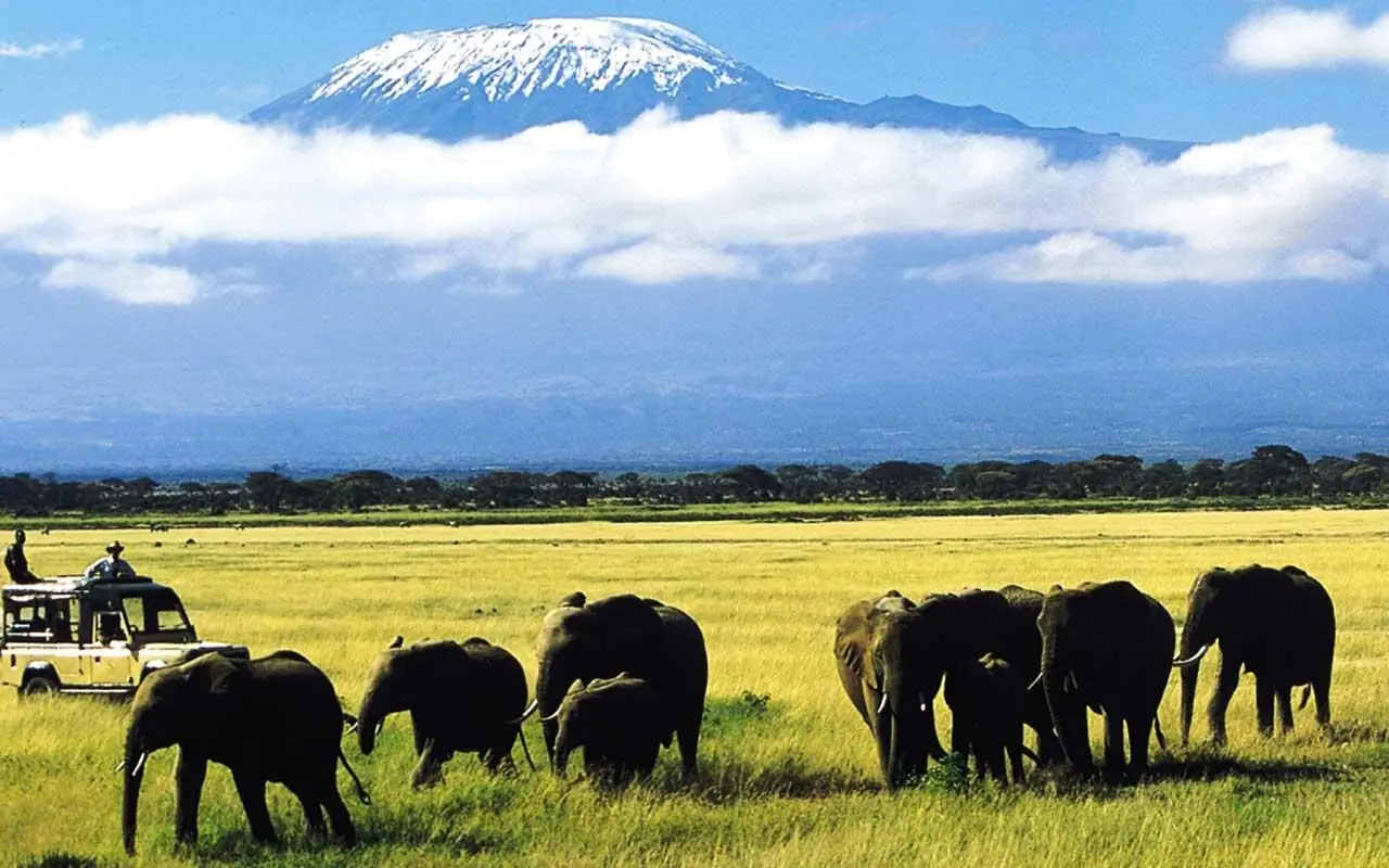 Elephant herd grazing in savanna with snow-capped mountain, Tortilis Camp, Amboseli and Chyulu Hills, Kenya