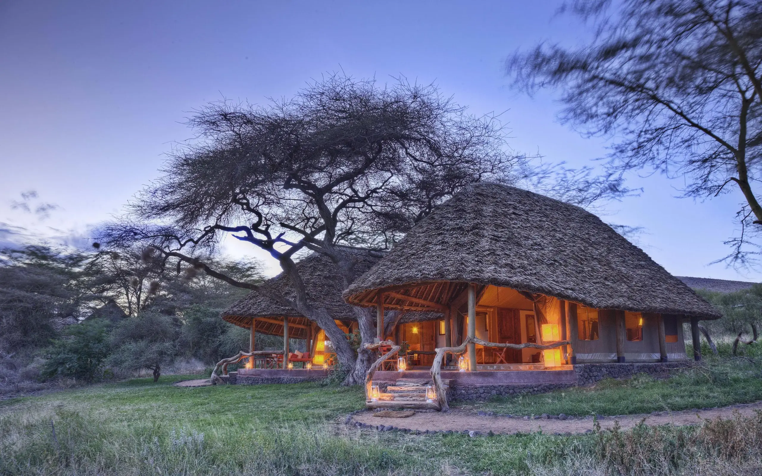 Thatched roof lodge at dusk with acacia tree, Tortilis Camp, Amboseli and Chyulu Hills, Kenya