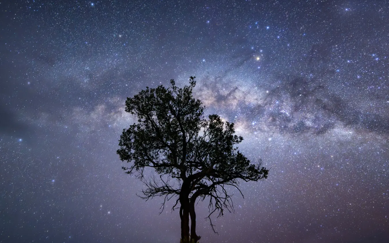 Silhouetted acacia tree against starry night sky, Emboo Camp, Maasai Mara, Kenya