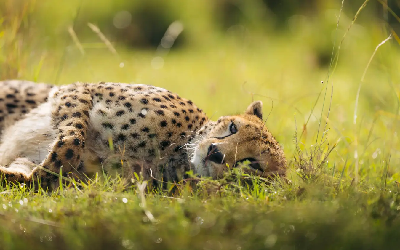 Cheetah crouching in grass, hunting in savanna, Emboo Camp, Maasai Mara, Kenya