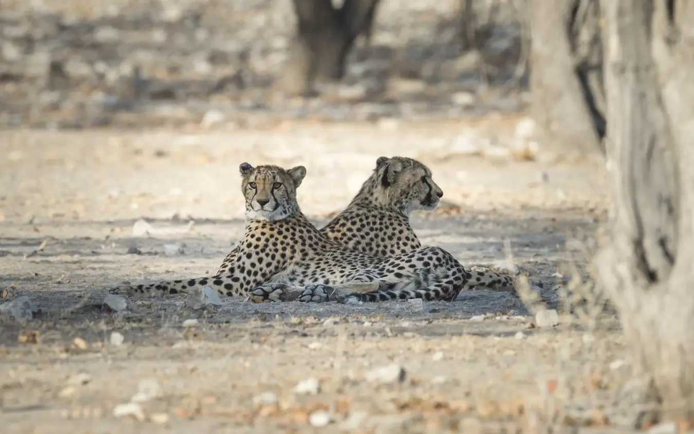 Two cheetahs resting together on sandy ground, Encounter by Ongava, Etosha National Park, Namibia