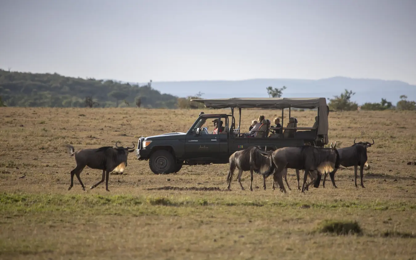 Safari vehicle with guests observing wildebeest in grassland, Encounter Mara Camp, Maasai Mara, Kenya