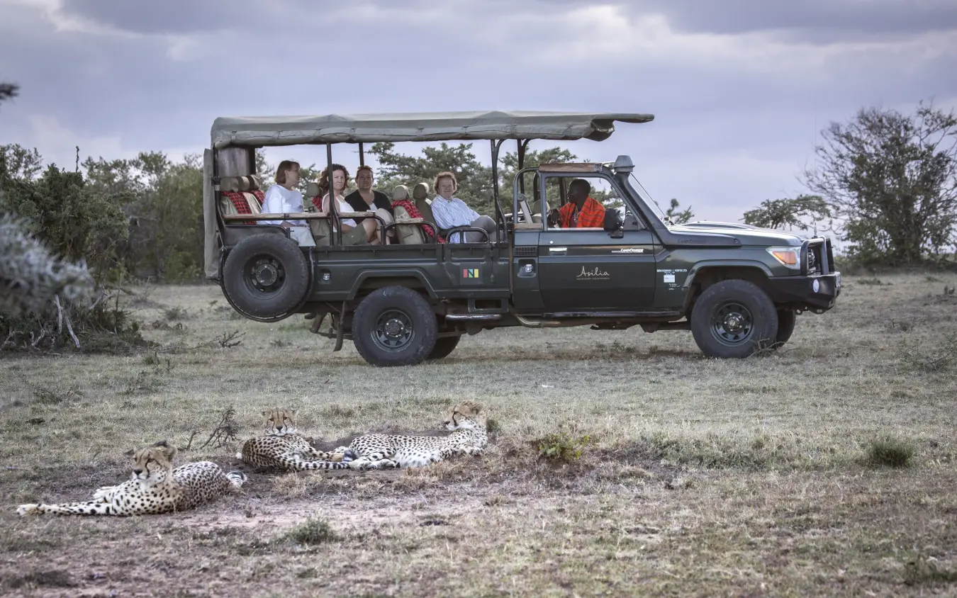 Safari vehicle with guests observing leopards resting on ground, Encounter Mara Camp, Maasai Mara, Kenya