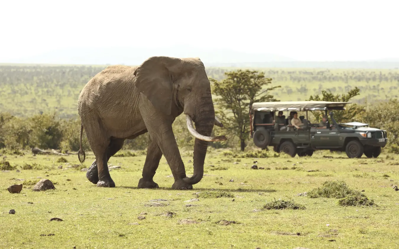 African elephant walking across savanna near safari vehicle, Encounter Mara Camp, Maasai Mara, Kenya