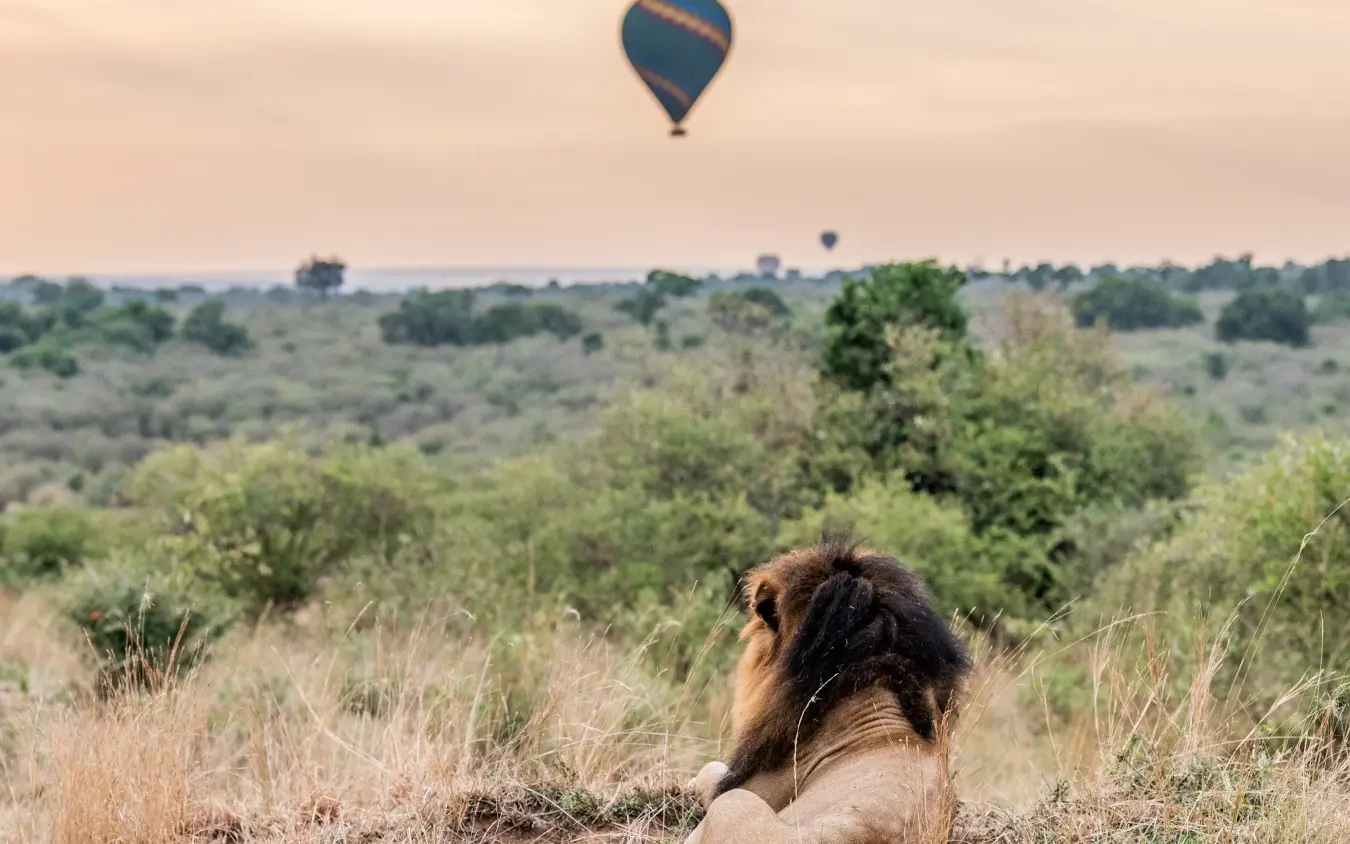 Lion watching hot air balloon over savanna landscape, Encounter Mara Camp, Maasai Mara, Kenya