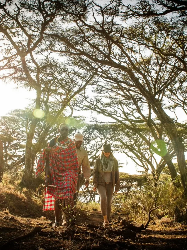 Guests walking with guide through acacia woodland at sunrise, Entamanu Camp, Ngorongoro Crater, Tanzania