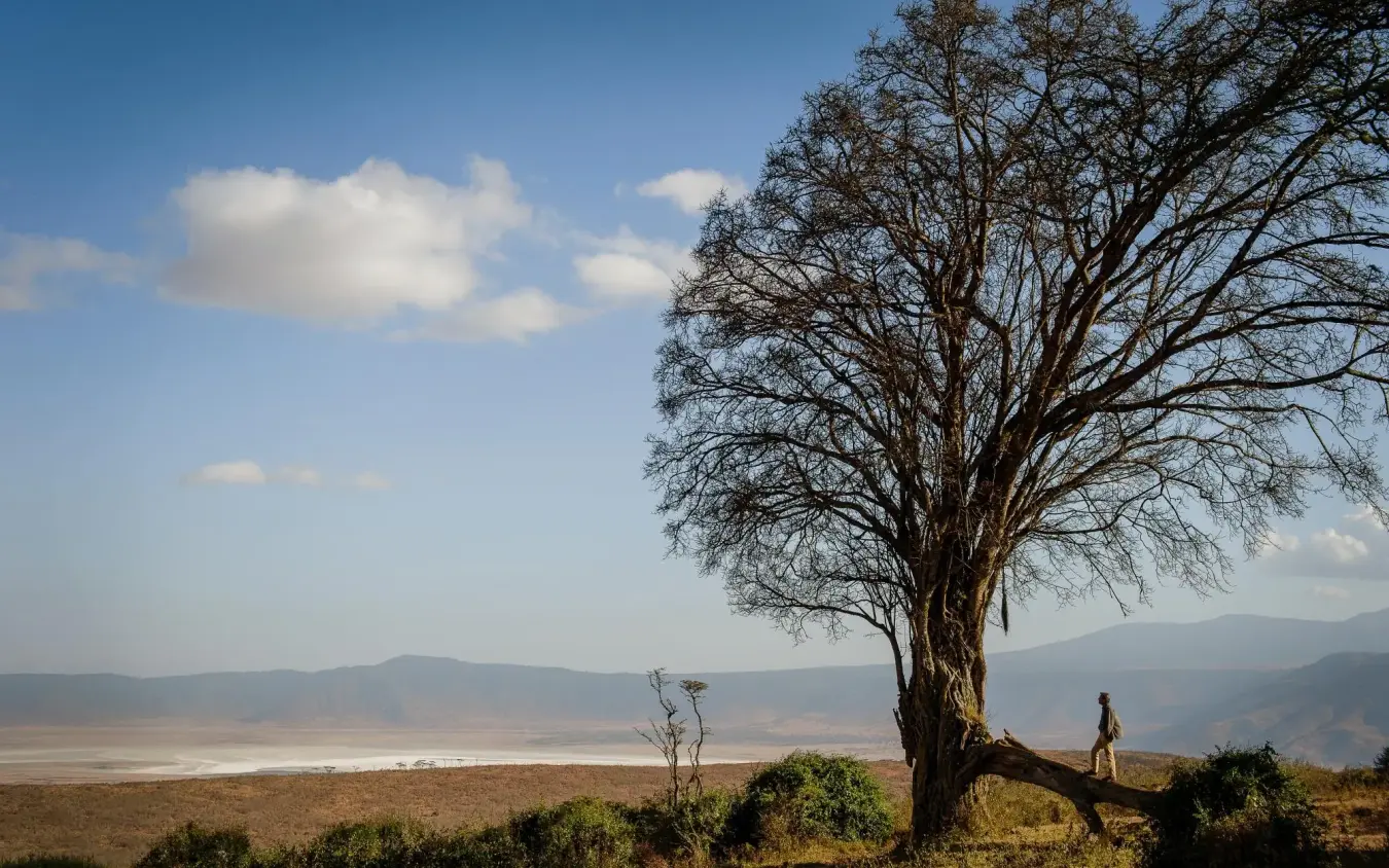 Person standing beneath bare tree overlooking valley landscape, Entamanu Camp, Ngorongoro Crater, Tanzania