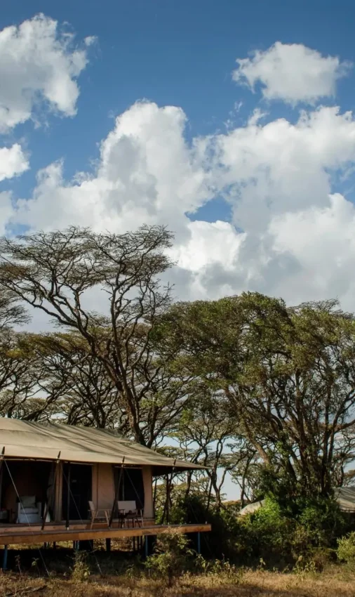 Safari lodge tent with acacia trees and mountain backdrop