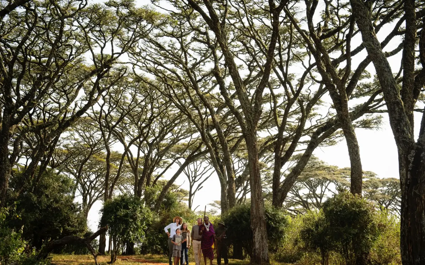Family walking beneath towering acacia trees on shaded pathway, Entamanu Private, Ngorongoro Crater, Tanzania