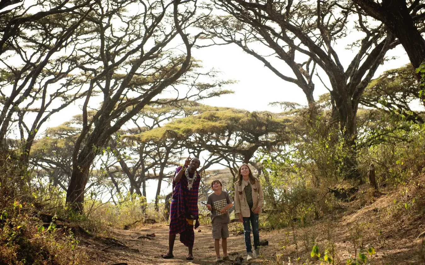 Three hikers walking beneath acacia trees on woodland trail, Entamanu Private, Ngorongoro Crater, Tanzania