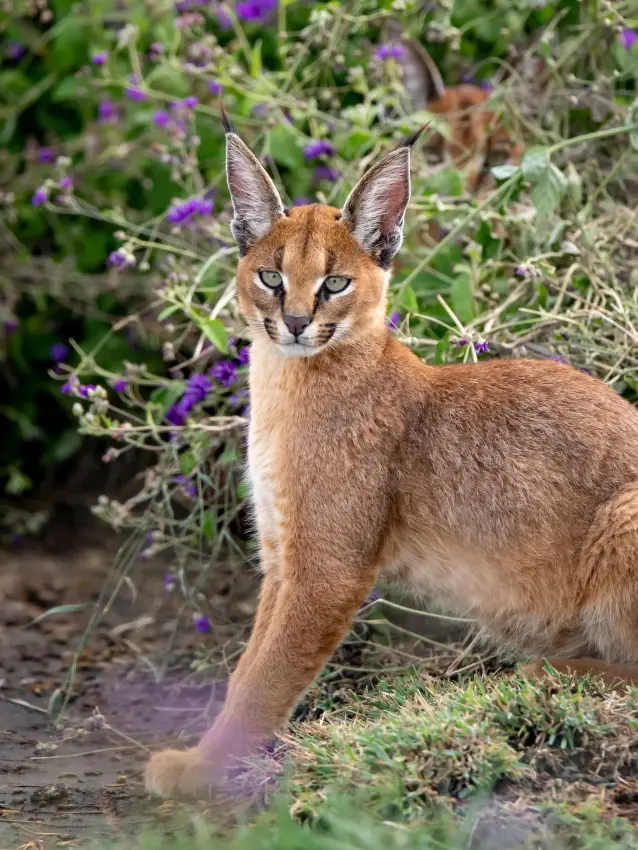 Caracal standing alert among purple flowering shrubs in natural habitat, Entamanu Private, Ngorongoro Crater, Tanzania