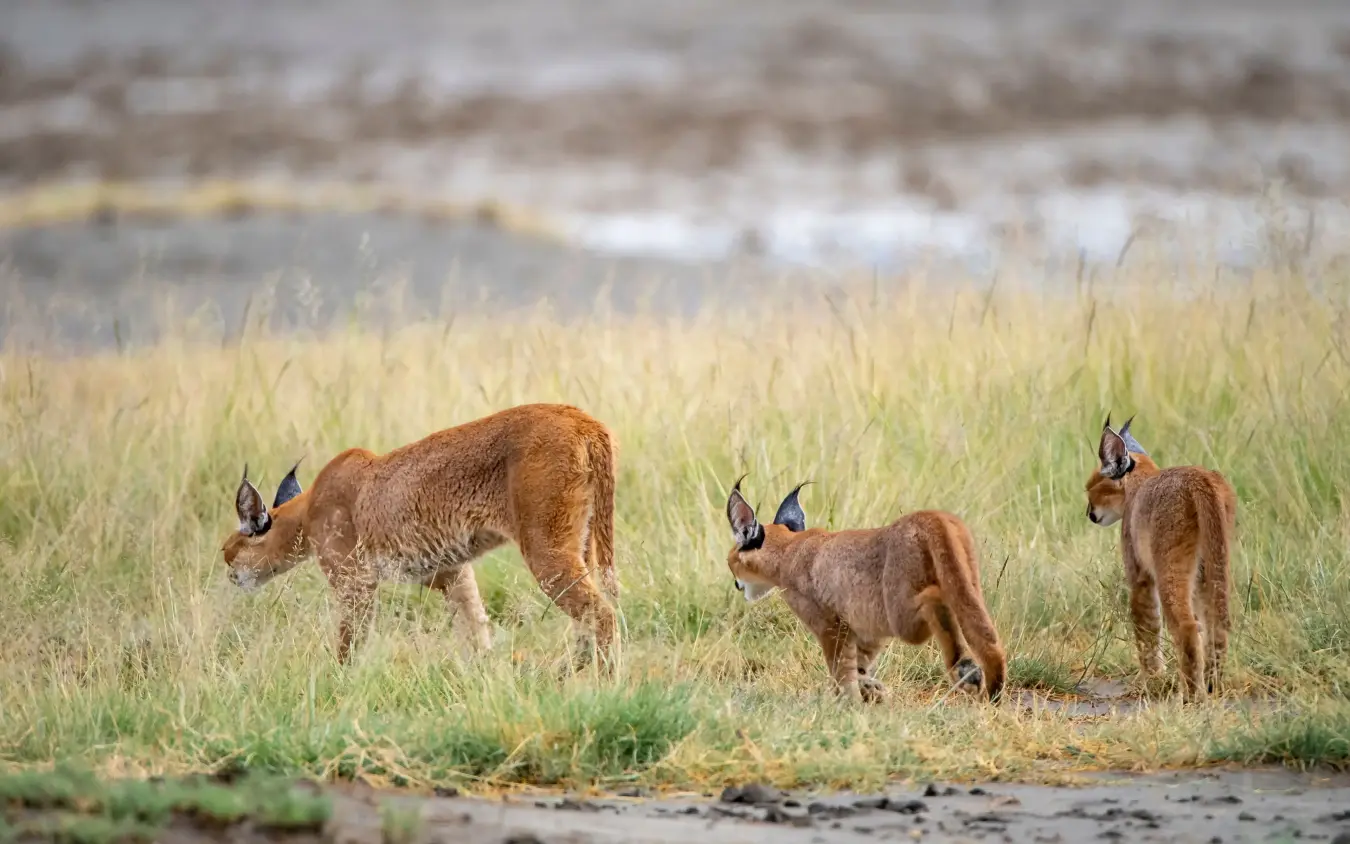 Pronghorn antelope herd grazing in grassland with wetland in background, Entamanu Private, Ngorongoro Crater, Tanzania