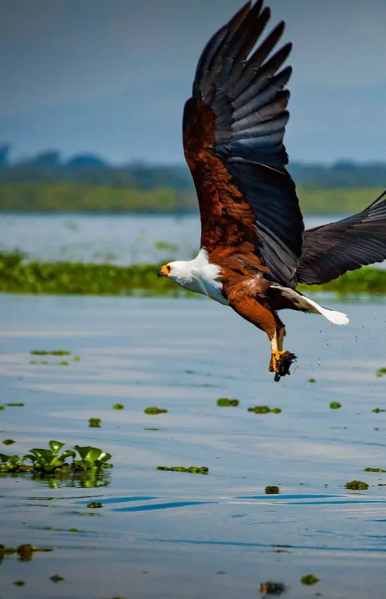 African fish eagle diving toward water with wetland vegetation, Entebbe Forest Lodge, Entebbe and Kampala, Uganda