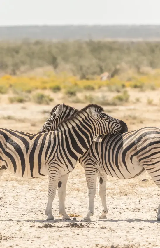 Two zebras standing together in arid savanna landscape, Etosha Oberland Lodge, Etosha National Park, Namibia