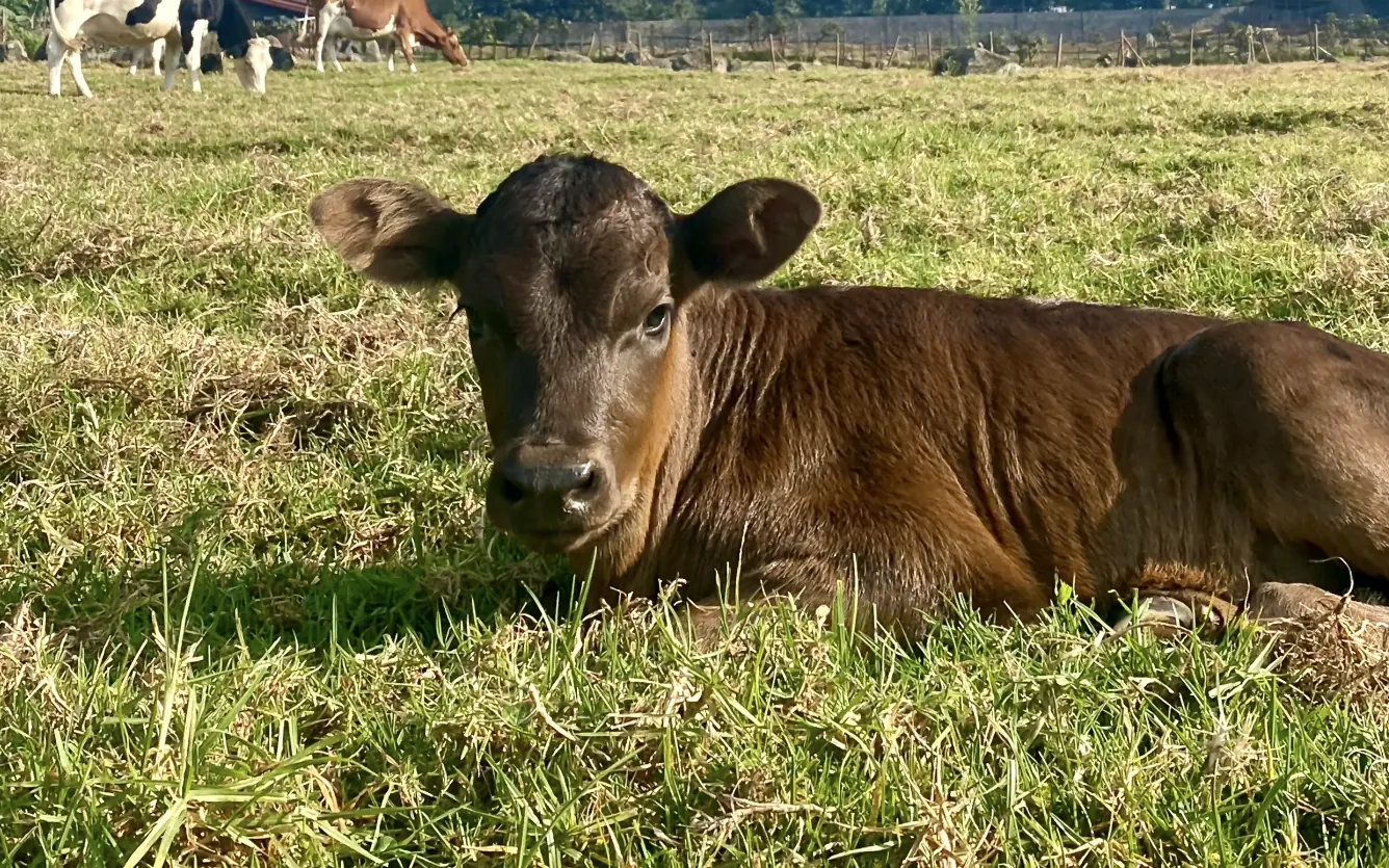 Brown cow resting in pasture with mountain backdrop, Farmhouse Rwanda, Volcanoes National Park, Rwanda