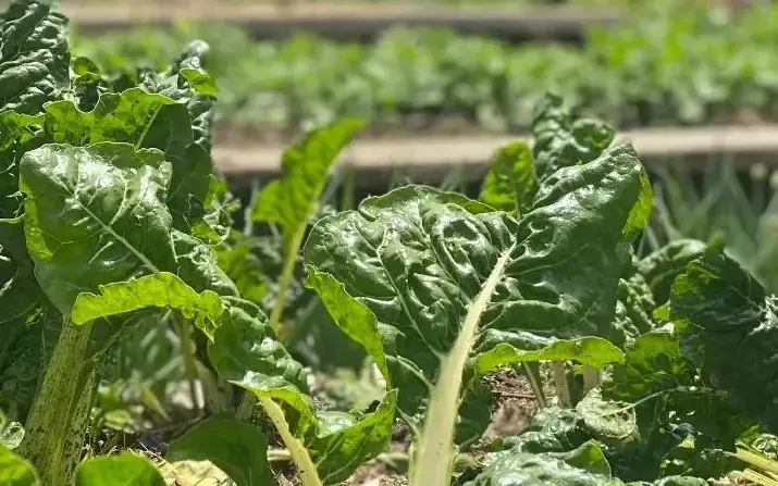 Fresh leafy green vegetables growing in garden beds, Farmhouse Rwanda, Volcanoes National Park, Rwanda
