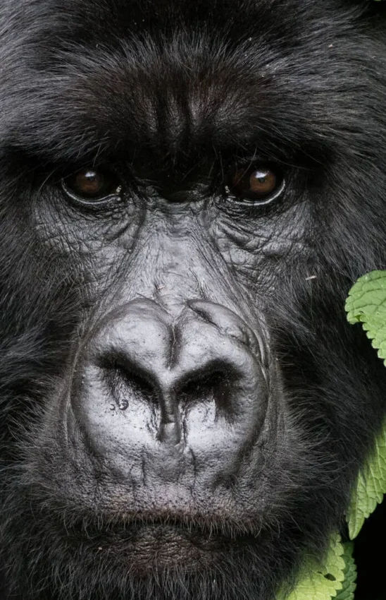 Close-up portrait of a black gorilla with golden eyes, Farmhouse Rwanda, Volcanoes National Park, Rwanda