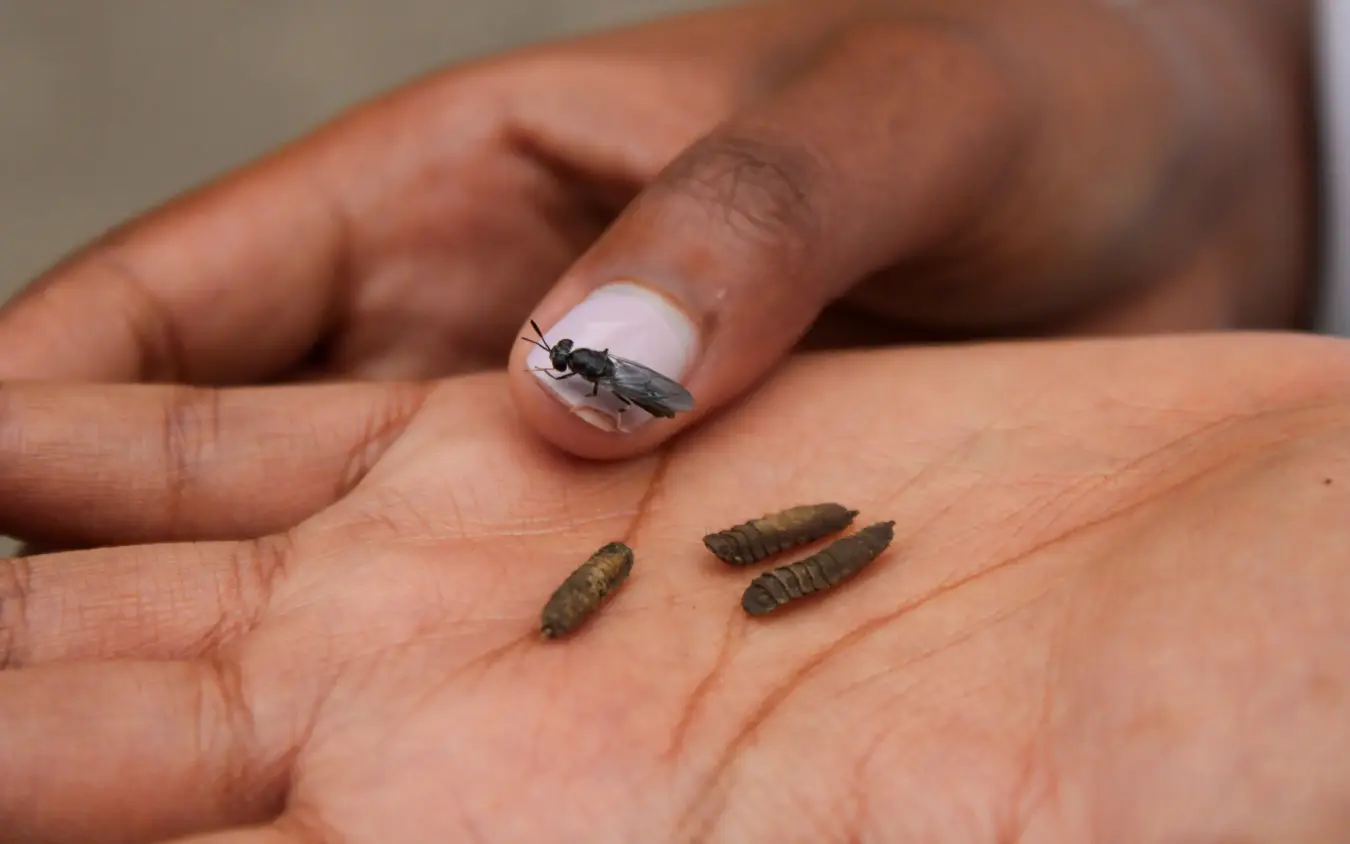 Hand holding insects collected during nature education activity, Farmhouse Rwanda, Volcanoes National Park, Rwanda