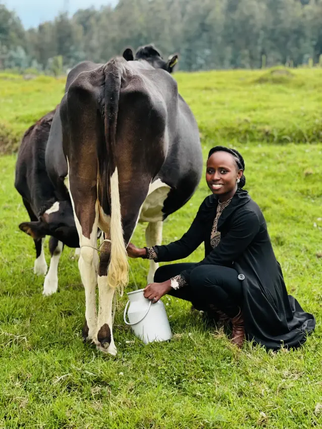 Woman milking a dairy cow in green pasture, Farmhouse Rwanda, Volcanoes National Park, Rwanda