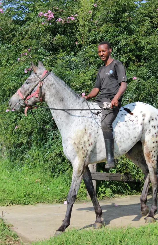 Man riding spotted gray horse near flowering hedge, Farmhouse Rwanda, Volcanoes National Park, Rwanda