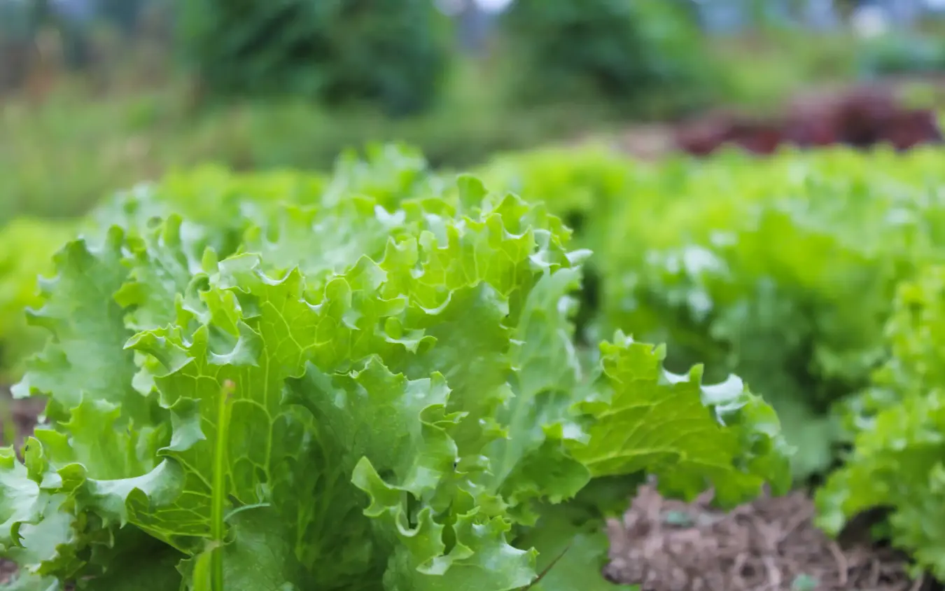 Fresh green lettuce leaves growing in vegetable garden, Farmhouse Rwanda, Volcanoes National Park, Rwanda