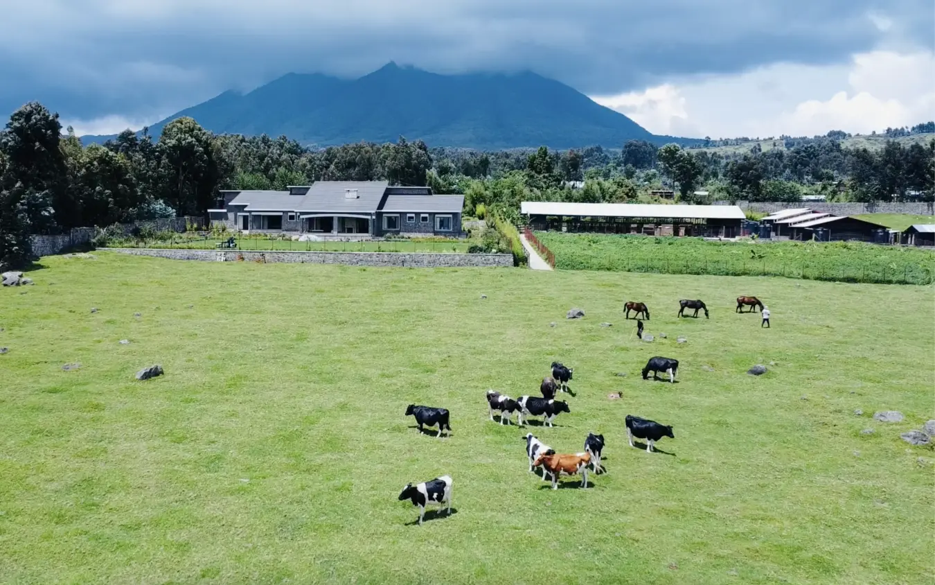 Farmstead buildings with grazing cattle and mountain backdrop, Farmhouse Rwanda, Volcanoes National Park, Rwanda