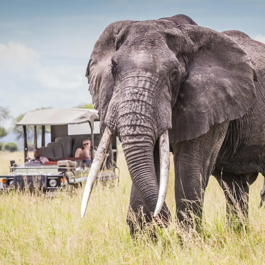 Large elephant with tusks walking across grassland savanna, Forest Chem Chem, Lake Manyara, Tanzania