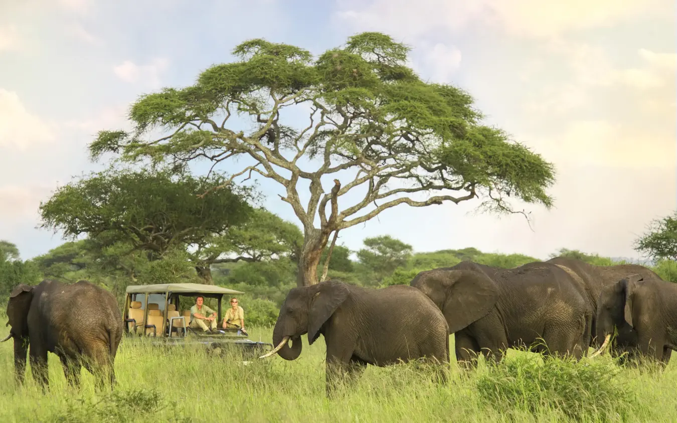 Safari vehicle with guests viewing elephants near acacia tree, Forest Chem Chem, Lake Manyara, Tanzania