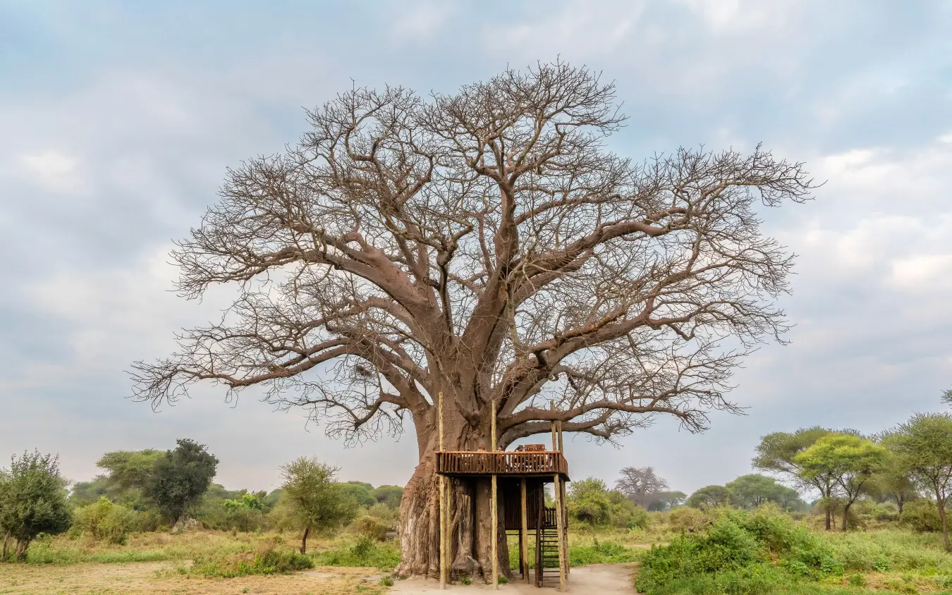 Bare baobab tree with wooden structure in savanna, Forest Chem Chem, Lake Manyara, Tanzania
