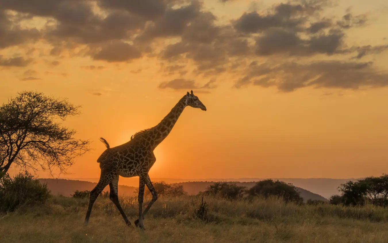 Giraffe walking across savanna at golden sunset, Forest Chem Chem, Lake Manyara, Tanzania