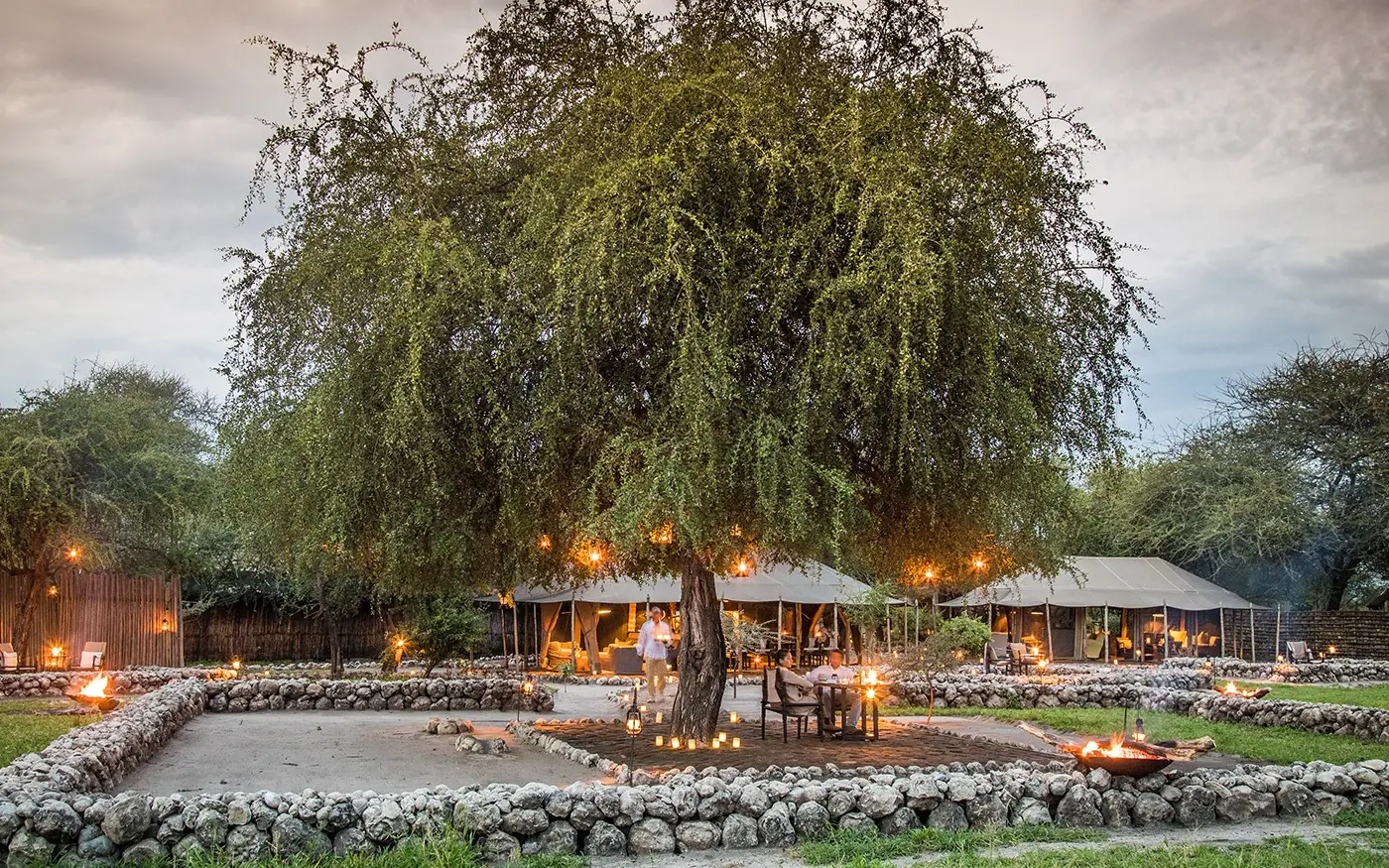 Large tree with golden lights over outdoor seating area, Forest Chem Chem, Lake Manyara, Tanzania